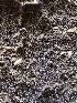  ( - HAY-F-001017)  @11 [ ] by-nc (2023) Dean Lyons Fungal Diversity Survey