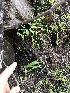  ( - HAY-F-004970)  @11 [ ] by-nc (2023) Dean Lyons Fungal Diversity Survey
