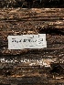  ( - HAY-F-005158)  @11 [ ] by-nc (2023) Dean Lyons Fungal Diversity Survey