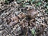  ( - HAY-F-005130)  @11 [ ] by-nc (2023) Dean Lyons Fungal Diversity Survey