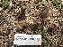  ( - HAY-F-005130)  @11 [ ] by-nc (2023) Dean Lyons Fungal Diversity Survey