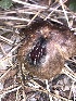  ( - HAY-F-005130)  @11 [ ] by-nc (2023) Dean Lyons Fungal Diversity Survey