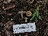 ( - HAY-F-005124)  @11 [ ] by-nc (2023) Dean Lyons Fungal Diversity Survey