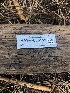  ( - HAY-F-005155)  @11 [ ] by-nc (2023) Dean Lyons Fungal Diversity Survey