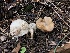  (Melanoleuca angelesiana - HAY-F-005149)  @11 [ ] by-nc (2023) Dean Lyons Fungal Diversity Survey