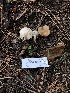  ( - HAY-F-005149)  @11 [ ] by-nc (2023) Dean Lyons Fungal Diversity Survey