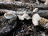  ( - HAY-F-005004)  @11 [ ] by-nc (2023) Dean Lyons Fungal Diversity Survey