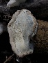  ( - HAY-F-005004)  @11 [ ] by-nc (2023) Dean Lyons Fungal Diversity Survey