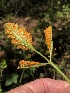  (Phragmidiaceae - HAY-F-001037)  @11 [ ] by-nc (2023) Dean Lyons Fungal Diversity Survey