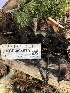  ( - HAY-F-004979)  @11 [ ] by-nc (2023) Dean Lyons Fungal Diversity Survey