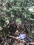 ( - HAY-F-004979)  @11 [ ] by-nc (2023) Dean Lyons Fungal Diversity Survey