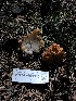  ( - HAY-F-004980)  @11 [ ] by-nc (2023) Dean Lyons Fungal Diversity Survey