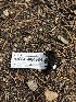  ( - HAY-F-004984)  @11 [ ] by-nc (2023) Dean Lyons Fungal Diversity Survey