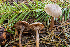  ( - HAY-F-005167)  @11 [ ] by-nc (2023) Dean Lyons Fungal Diversity Survey