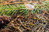  ( - HAY-F-005167)  @11 [ ] by-nc (2023) Dean Lyons Fungal Diversity Survey