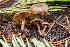  ( - HAY-F-005151)  @11 [ ] by-nc (2023) Dean Lyons Fungal Diversity Survey