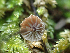  ( - HAY-F-001028)  @11 [ ] by-nc (2023) Dean Lyons Fungal Diversity Survey