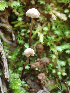  ( - HAY-F-001028)  @11 [ ] by-nc (2023) Dean Lyons Fungal Diversity Survey