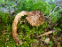  ( - HAY-F-004970)  @11 [ ] by-nc (2023) Dean Lyons Fungal Diversity Survey