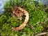  ( - HAY-F-004970)  @11 [ ] by-nc (2023) Dean Lyons Fungal Diversity Survey