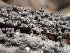  ( - HAY-F-005123)  @11 [ ] by-nc (2023) Dean Lyons Fungal Diversity Survey
