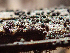  (Herpotrichia - HAY-F-005123)  @11 [ ] by-nc (2023) Dean Lyons Fungal Diversity Survey