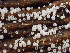  ( - HAY-F-005158)  @11 [ ] by-nc (2023) Dean Lyons Fungal Diversity Survey