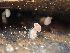  ( - HAY-F-005126)  @11 [ ] by-nc (2023) Dean Lyons Fungal Diversity Survey