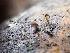  ( - HAY-F-005126)  @11 [ ] by-nc (2023) Dean Lyons Fungal Diversity Survey