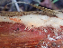  ( - HAY-F-005163)  @11 [ ] by-nc (2023) Dean Lyons Fungal Diversity Survey