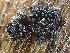  (Coniochaeta ligniaria - HAY-F-005155)  @11 [ ] by-nc (2023) Dean Lyons Fungal Diversity Survey