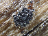  ( - HAY-F-005155)  @11 [ ] by-nc (2023) Dean Lyons Fungal Diversity Survey