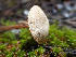  ( - HAY-F-005010)  @11 [ ] by-nc (2023) Dean Lyons Fungal Diversity Survey