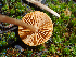  (Crassisporium sp. CA01 - HAY-F-005010)  @11 [ ] by-nc (2023) Dean Lyons Fungal Diversity Survey