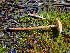  ( - HAY-F-005010)  @11 [ ] by-nc (2023) Dean Lyons Fungal Diversity Survey