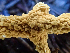  ( - HAY-F-004996)  @11 [ ] by-nc (2023) Dean Lyons Fungal Diversity Survey