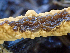  ( - HAY-F-004996)  @11 [ ] by-nc (2023) Dean Lyons Fungal Diversity Survey