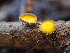  (Lachnellula sp. arida-CA01 - HAY-F-004995)  @11 [ ] by-nc (2023) Dean Lyons Fungal Diversity Survey