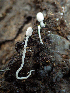  (Coprinopsis xenobia - HAY-F-004991)  @11 [ ] by-nc (2023) Dean Lyons Fungal Diversity Survey