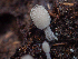  ( - HAY-F-004991)  @11 [ ] by-nc (2023) Dean Lyons Fungal Diversity Survey