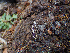  ( - HAY-F-004991)  @11 [ ] by-nc (2023) Dean Lyons Fungal Diversity Survey