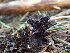  (Thelephora sp. CA01 - HAY-F-004984)  @11 [ ] by-nc (2023) Dean Lyons Fungal Diversity Survey