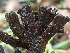  ( - HAY-F-004984)  @11 [ ] by-nc (2023) Dean Lyons Fungal Diversity Survey
