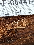  ( - HAY-F-004474)  @11 [ ] by-nc (2023) Stu Pickell Fungal Diversity Survey