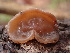  ( - HAY-F-003775)  @11 [ ] by-nc (2023) Grace Stark Fungal Diversity Survey
