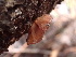  ( - HAY-F-003775)  @11 [ ] by-nc (2023) Grace Stark Fungal Diversity Survey