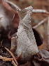  ( - HAY-F-003775)  @11 [ ] by-nc (2023) Grace Stark Fungal Diversity Survey