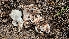  ( - HAY-F-002205)  @11 [ ] by-nc (2023) Thea Chesney Fungal Diversity Survey