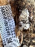  (Trechispora sp. CA01 - HAY-F-001241)  @11 [ ] by-nc (2023) Aaron Tupac Fungal Diversity Survey