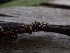  ( - HAY-F-003788)  @11 [ ] by-nc (2023) Grace Stark Fungal Diversity Survey
